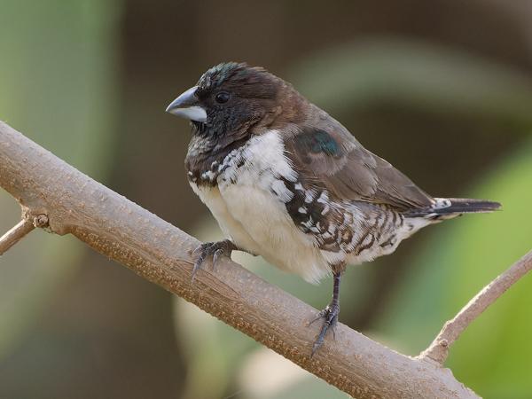 <h3><a href="/trips/gambia/biota/animalia/chordata/aves/040 passeriformes/115 estrildidae/lonchura cucullata/lonchura cucullata-nl.html">Lonchura&nbsp;cucullata</a> / Bronze&nbsp;mannikin / Gewoon&nbsp;ekstertje</h3>OM-1 Mark II met OLYMPUS M.150-400mm F4.5, 1/2000 sec  bij F4.5, ISO 5000, afstand 6.35&nbsp;m